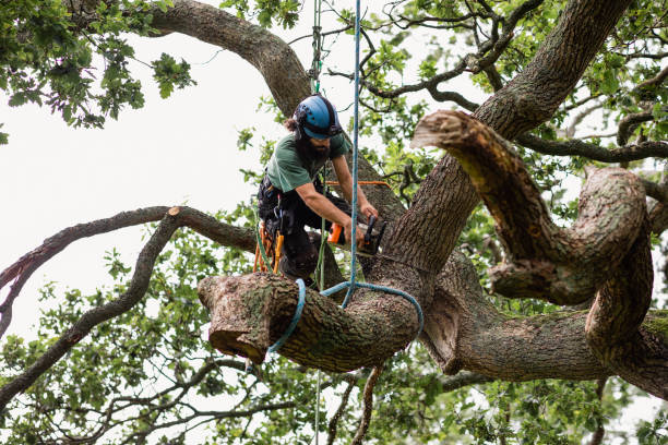 How Our Tree Care Process Works  in  Woodbury, NY