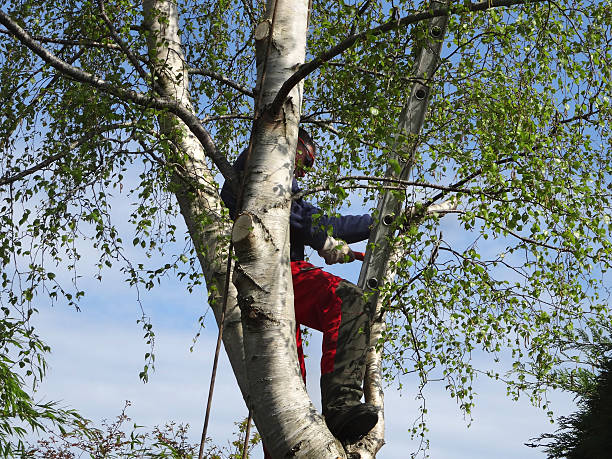 Professional Tree Services in Woodbury, NY